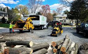 How Our Tree Care Process Works  in  Honeygo, MD